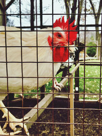 View of bird in cage