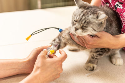 Small, grey cat in veterinary clinic. the vet doctor placing the needle iv catheter