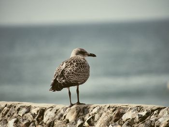 Seagull perching on rock by sea against sky