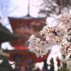 Cherry blossoms in spring