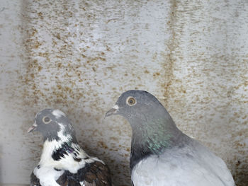 Close-up of pigeons