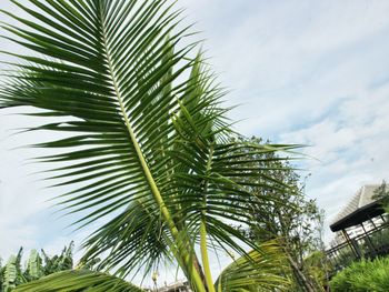 Low angle view of palm tree against sky