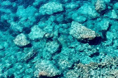 High angle view of turtle in sea