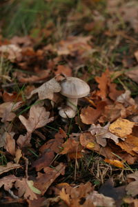 Close-up of dry leaves on field