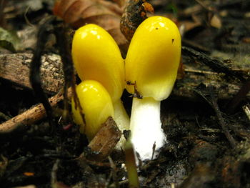 Close-up of yellow flowers