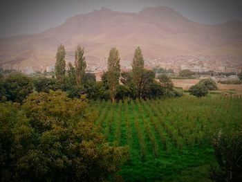 Scenic view of green landscape