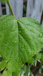 Close-up of water drops on leaf