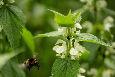 Close-up of insect on flower