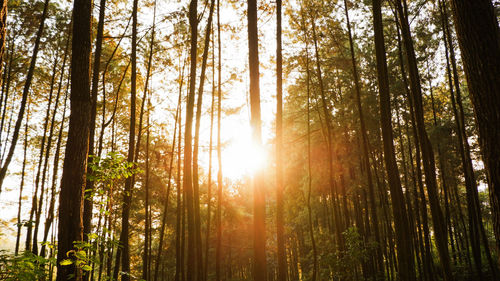 Sunlight streaming through trees in forest