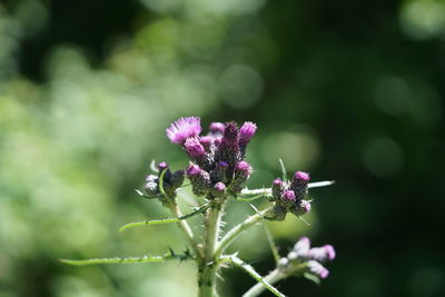 Close-up of purple pollinating flower