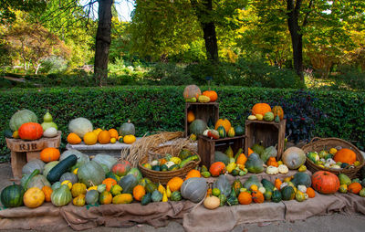 Large variety of pumpkins - madrid, spain