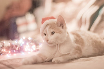 Close-up portrait of cat