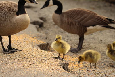 Geese in a field