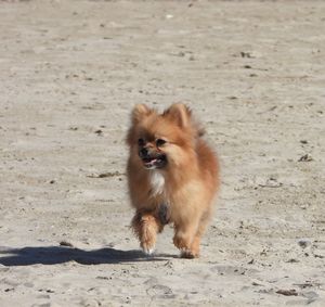 Dog running on sand