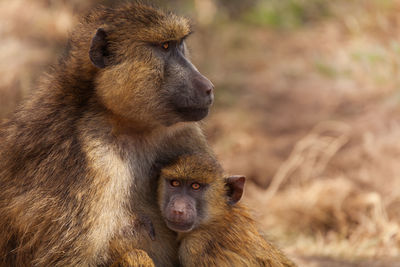 Close-up of a monkey