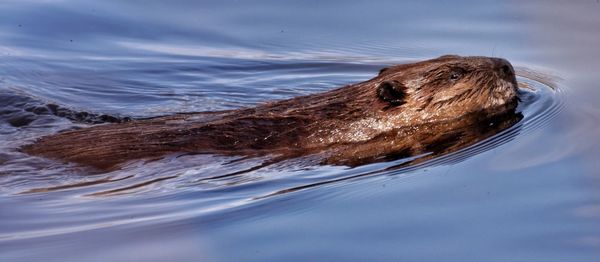 Panoramic shot of beaver swimming in lake