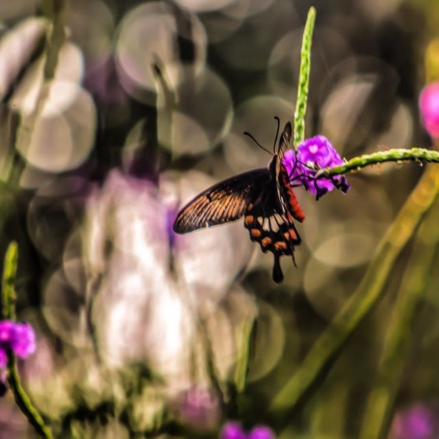 flower, insect, animals in the wild, one animal, animal themes, wildlife, pollination, fragility, butterfly - insect, butterfly, focus on foreground, freshness, beauty in nature, close-up, petal, purple, plant, growth, nature, symbiotic relationship