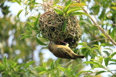 Weaver bird preparing her nest 
