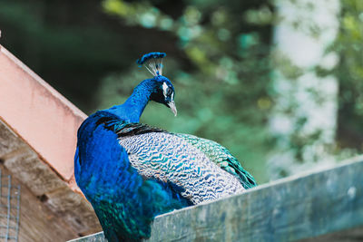 Close-up of peacock perching on wood