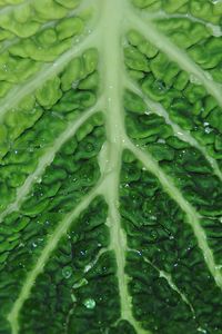 Full frame shot of leaves