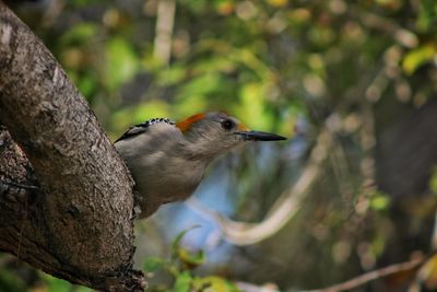 Close-up of bird perching on tree