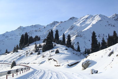 Snow-covered winter road in a snow-covered mountain gorge,  fir trees grow on the mountains, sunny