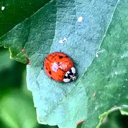 Close-up of ladybug on leaf