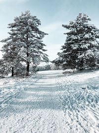 Trees on snow covered field against sky