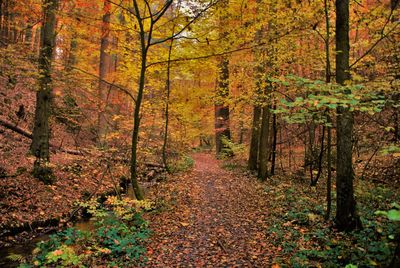 Trees in forest during autumn