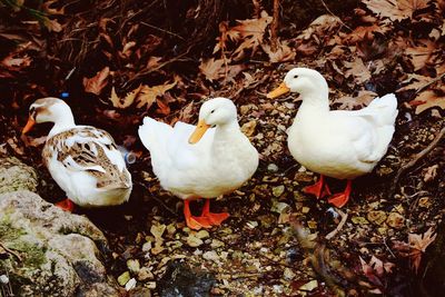 High angle view of white duck on field