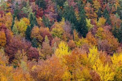 Trees in forest during autumn