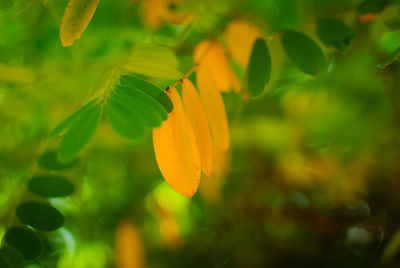 Close-up of yellow leaf on tree