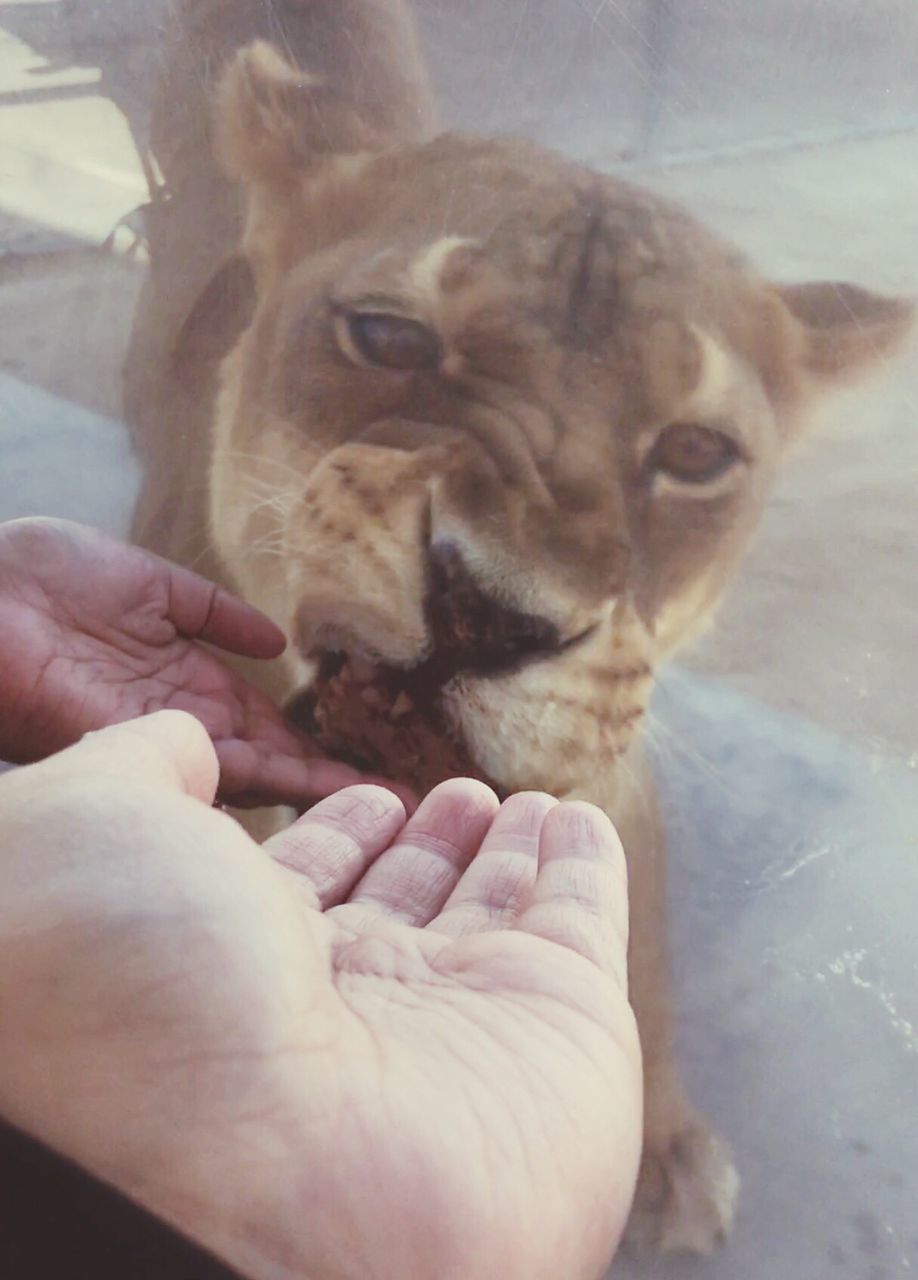 human hand, pets, animal themes, human body part, domestic animals, dog, one animal, mammal, human finger, real people, unrecognizable person, personal perspective, one person, holding, lifestyles, animal head, bonding, close-up, friendship, indoors, day