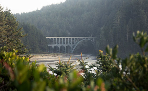 Close-up of plants against bridge over river in forest