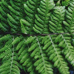 Full frame shot of succulent plant