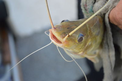 Close-up of hand holding fish