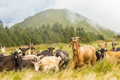 Group of goats on the field, in the mountains, azores islands.