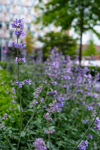Close-up of purple flowering plants on field