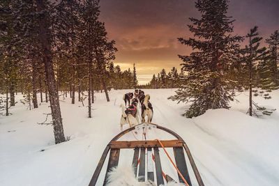 Dogs pulling sled on snow covered field against cloudy sky during sunset