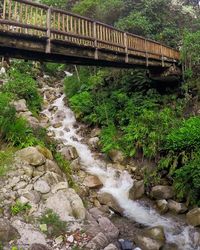 Bridge over river in forest