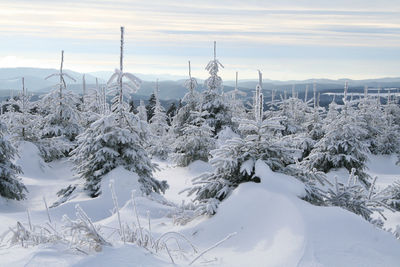 Close-up of snow covered trees against sky