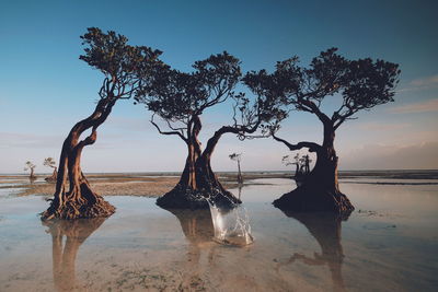 Bare tree on beach against sky