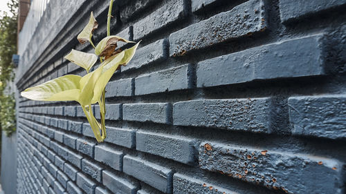 Close-up of yellow wall