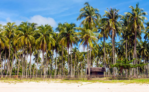 Coconut palm trees at beach against sky