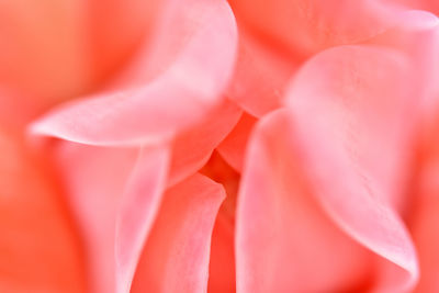 Full frame shot of pink rose flower
