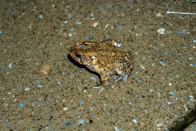 High angle view of lizard