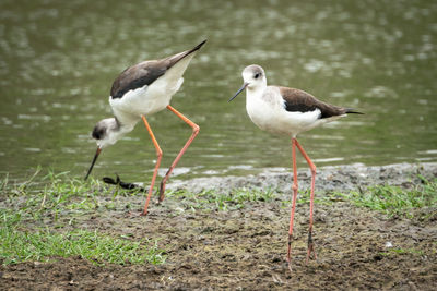 View of birds on field