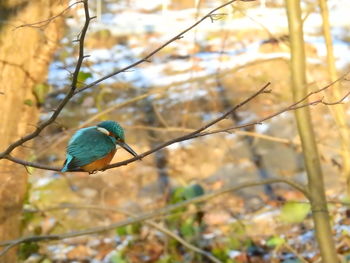 Close-up of bird perching on tree