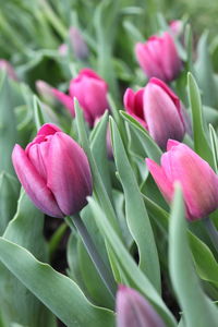 Close-up of pink tulip