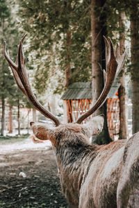 Close-up of raindeer 